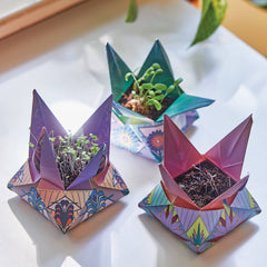 Cosmic Seed Kit | Fire: Amaranthus